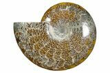 Polished Fossil Ammonite (Cleoniceras) - Madagascar #349171-1